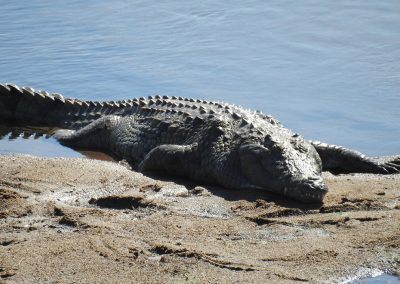 Nile Crocodile On The Banks Of the Crocodile River