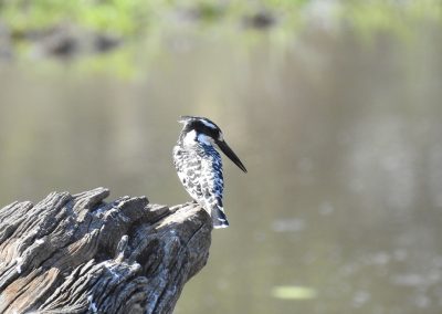 Pied Kingfisher At Lake Panic Bird Hide