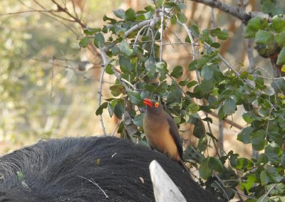 Red-billed Oxpecker Sitting On A Buffalo