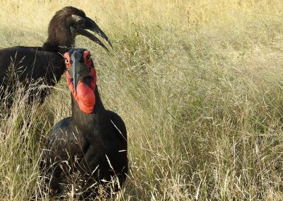 Southern Ground Hornbill On The H3
