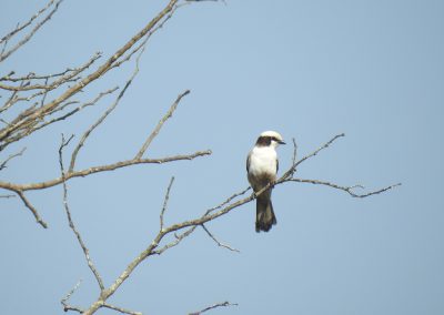 Southern White-crowned Shrike On The S3