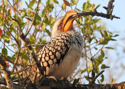 Southern Yellow-billed Hornbill At Afsaal