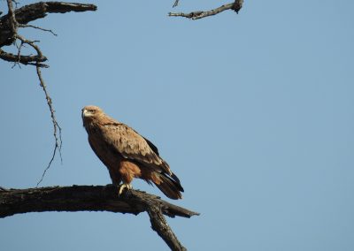 Tawny Eagle On The H3