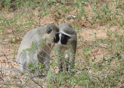 Two Vervet Monkeys Looking At Each Other