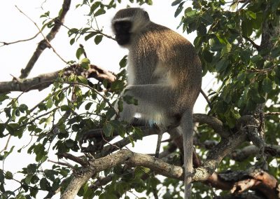 Vervet Monkey Sitting In A Tree near the Sabie River