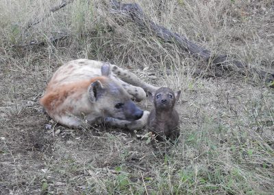 Very Young Spotted Hyaena With Mom