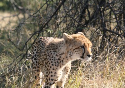 Young Sub Adult Cheetah On the H3