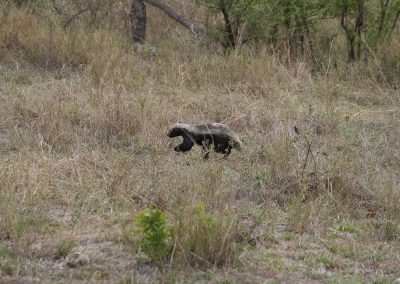 Kruger National Park African Honey Badger