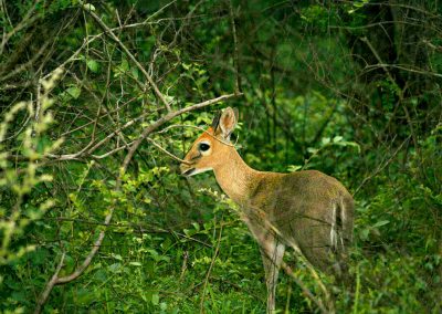 Kruger National Park Nocturnal Animals Common Duiker