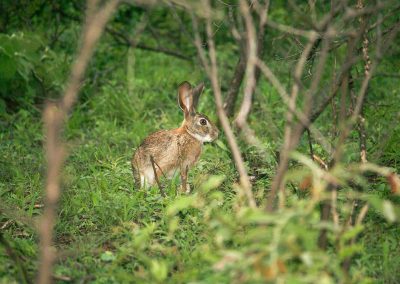 Kruger National Park Nocturnal Animals Scrub Hare