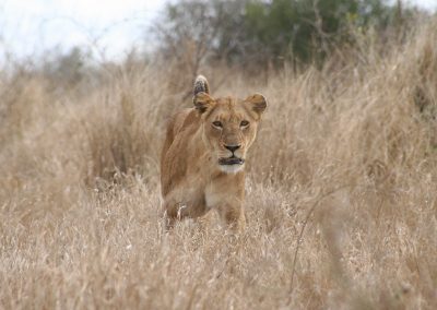 Kruger Park Game Drives African Lioness