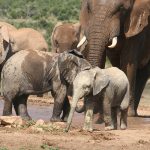 Addo Elephant National Park - Elephants At Hapoor Waterhole