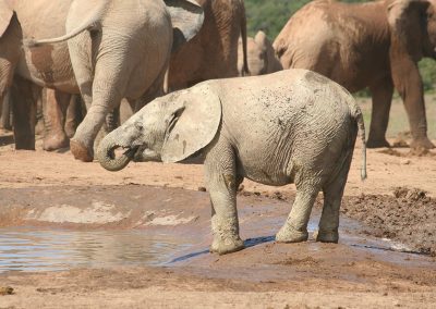 Addo Elephant National Park Hapoor Waterhole