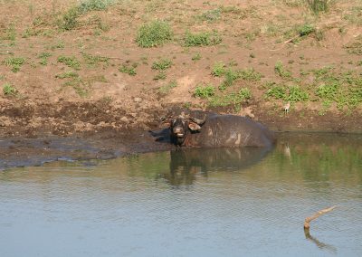 African Buffalo And Water Thick Knee Berg-en-dal Rest Camp