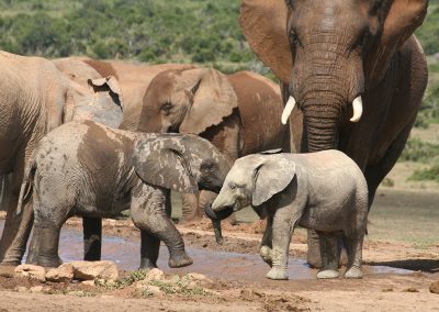 Baby Elephants Playing Addo Elephant National Park