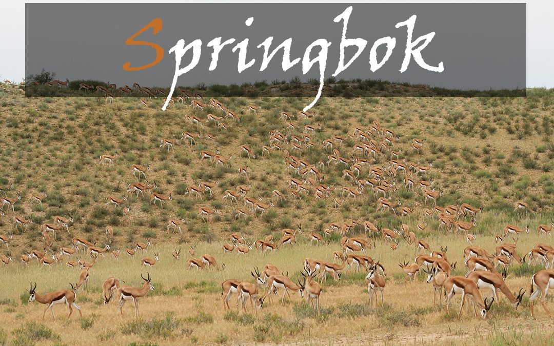 Common Springbok