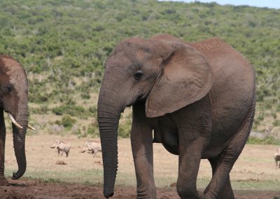 Female Addo Elephant