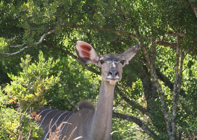 Greater Kudu In The Thickets Of The Addo Elephant National Park