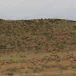 Huge Herd Of Springbok In the Kgalagadi Transfrontier Park
