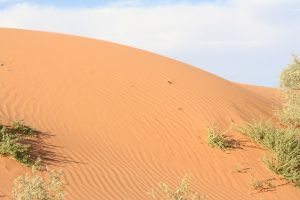 Kalahari Red Sand Dunes