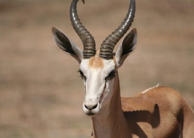 Kalahari Springbok