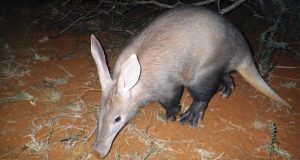 Karoo National Park Aardvark