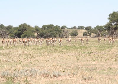 Springbok Herd In The Kalahari