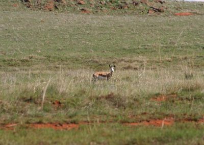 Springbok In The Distance