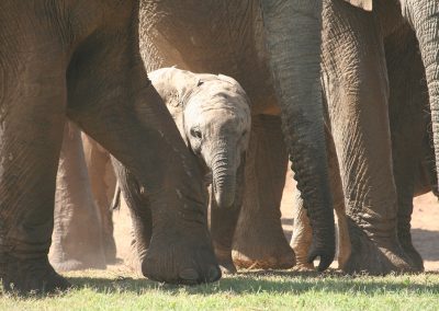 Young Elephant Calf - Addo National Park