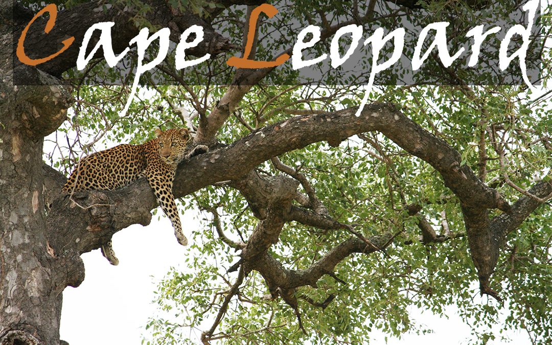 Cape Leopard