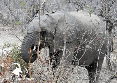 African Elephant On The H3 Malelane To Skukuza