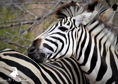 Burchells Zebra On The H3 Malelane To Skukuza