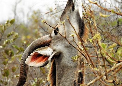 Greater Kudu On The H3 Malelane To Skukuza