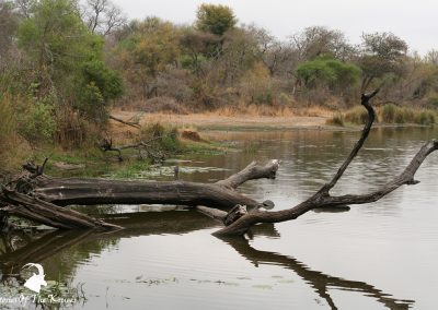 Lake Panic Bird Hide View Kruger National Park