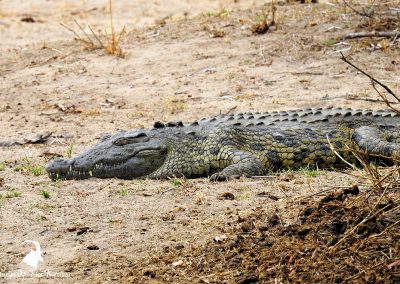 Nile Crocodile At Lake Panic Bird Hide