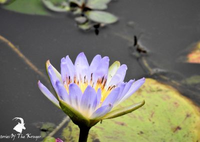 Purple Water Lily At Lake Panic