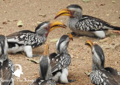 Southern Yellow Billed Hornbills At Afsaal