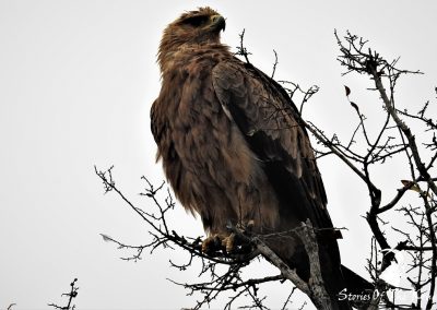 Tawny Eagle On The H3 Malelane To Skukuza