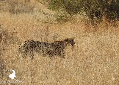 African Cheetah In Long Dry Grass