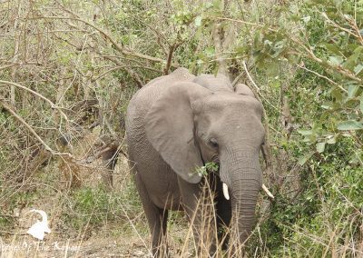 African Elephant On The H7 Kruger Park
