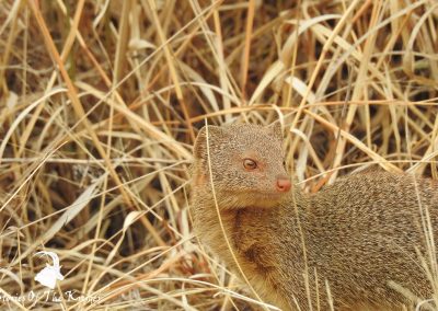 Amazing Photo Of A Slender Mongoose On The H7