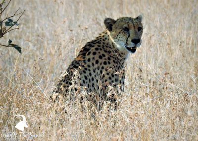 Cheetah Close To Satara