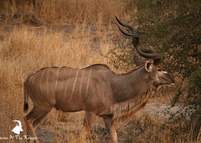 Greater Kudu Bull On The H7 Kruger Park