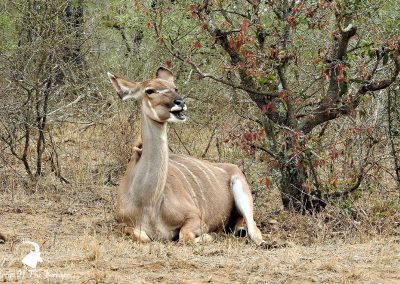 Greater Kudu Female On The H1-2