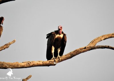 Hooded Vulture On The H7 Close To Orpen
