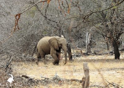 Juvenile African Elephant On The H1-2
