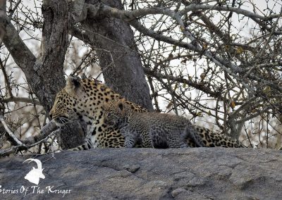 Leopard Mom And Cub Kruger National Park