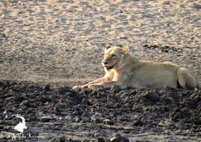 Lion After The Kill At Nsemani Dam Kruger Park
