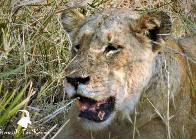 Lioness On Kill At Nsemani Dam Kruger Park