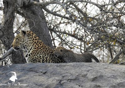 Mother Leopard And Cub On The S36